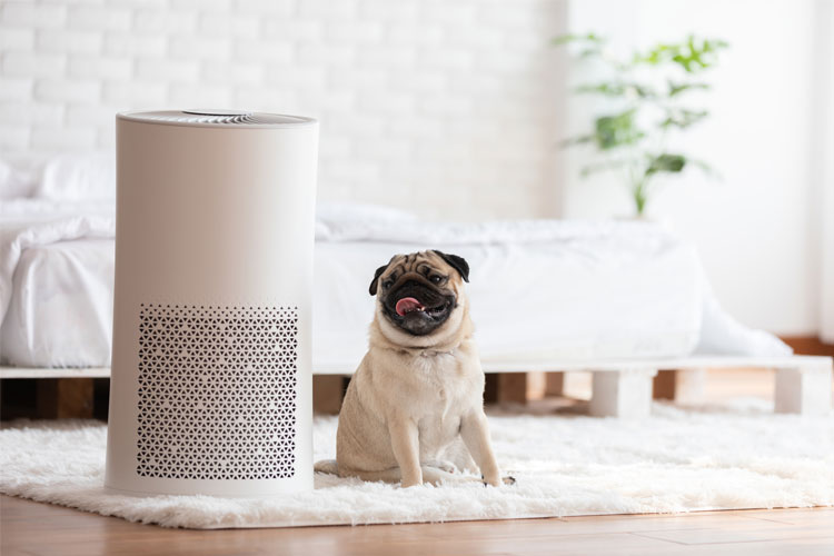 best air purifier