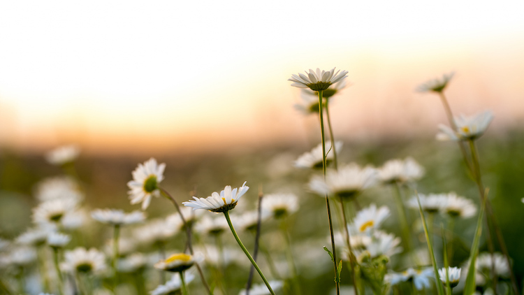 Photography Tips for Spring Social Snaps